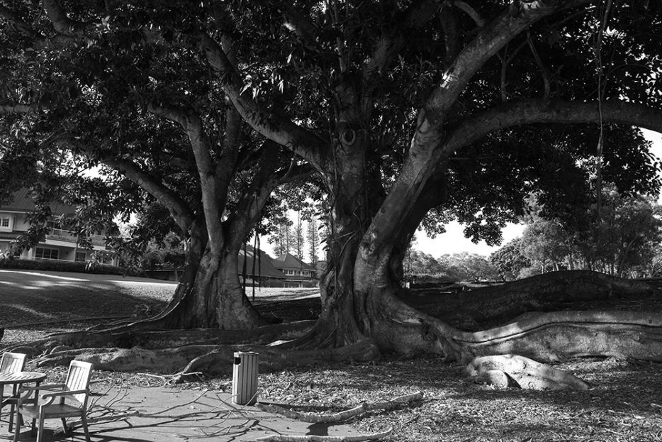 Banyan Tree, Lanai (Sigma DP3 Merrill)